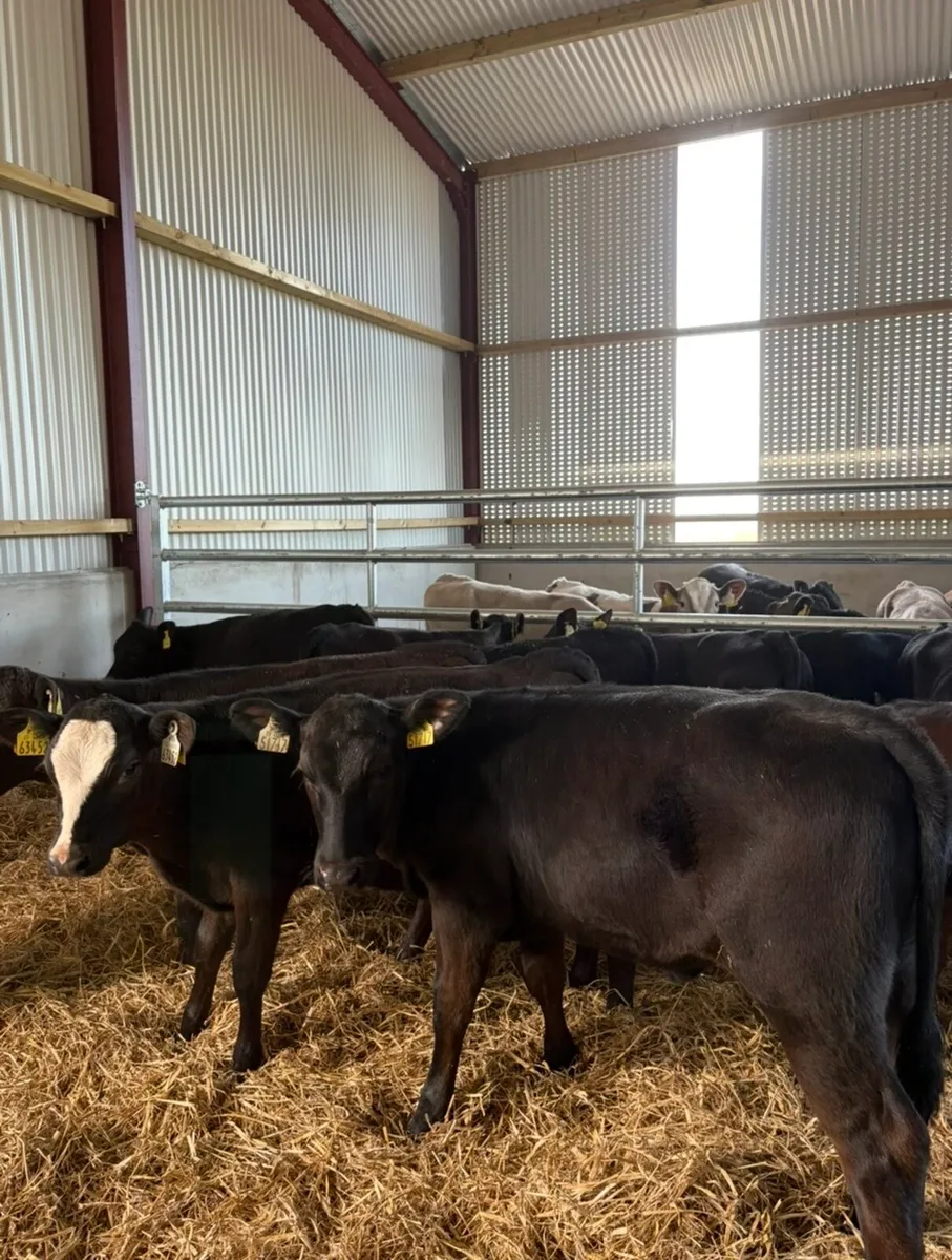 12 super 3-4 month old Angus and Hereford heifers - Image 1