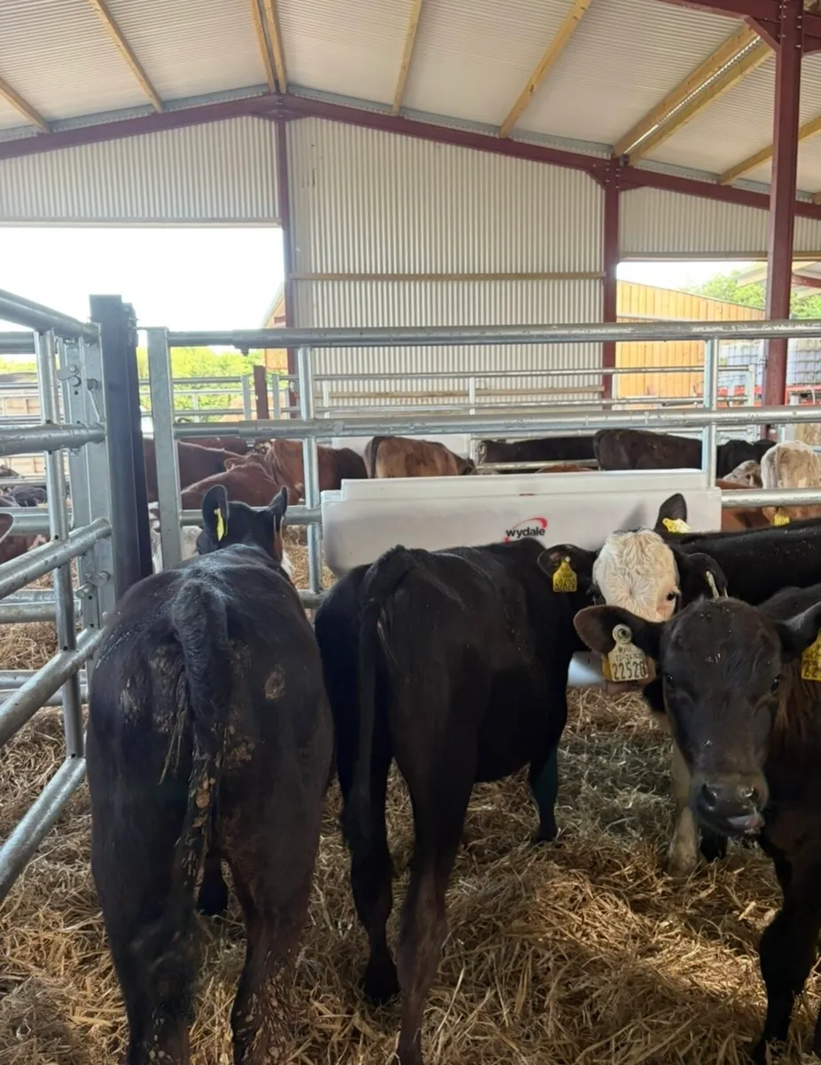 12 super 3-4 month old Angus and Hereford heifers - Image 2