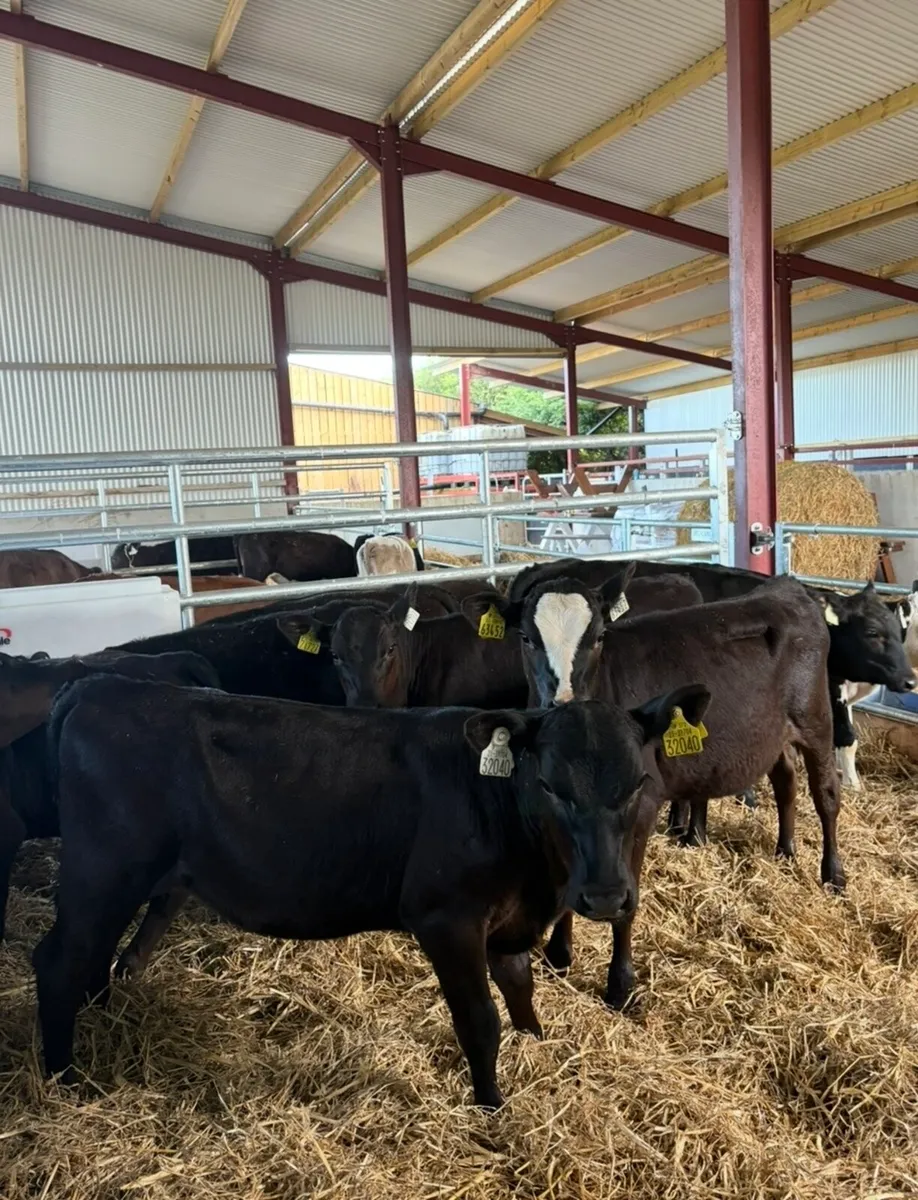 12 super 3-4 month old Angus and Hereford heifers - Image 3