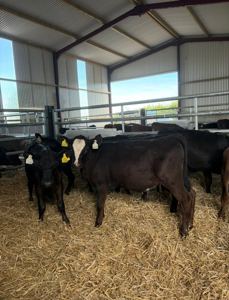 12 super 3-4 month old Angus and Hereford heifers - Image 4