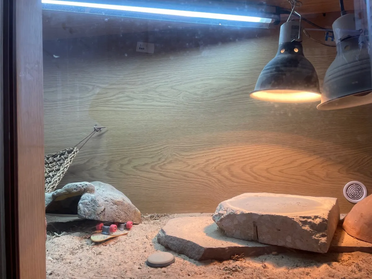 Bearded dragon - Image 2