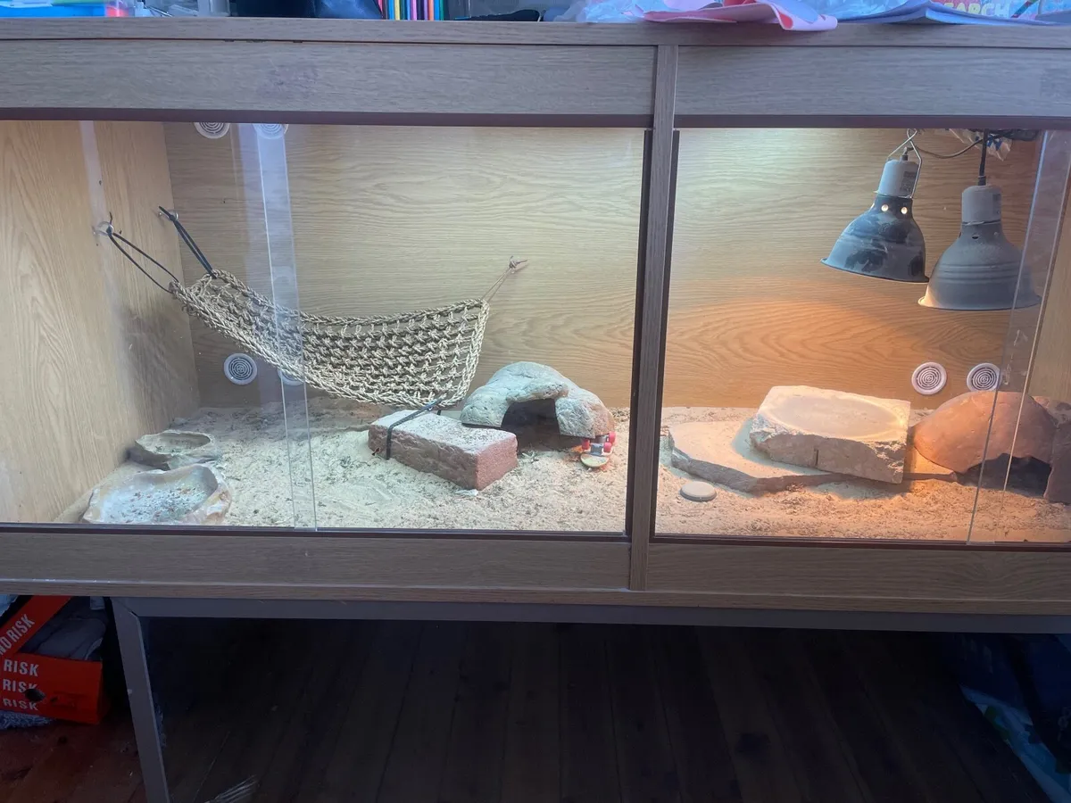 Bearded dragon - Image 3