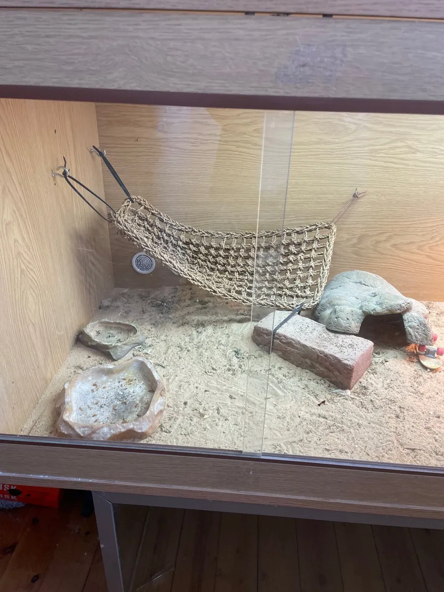 Bearded dragon - Image 4