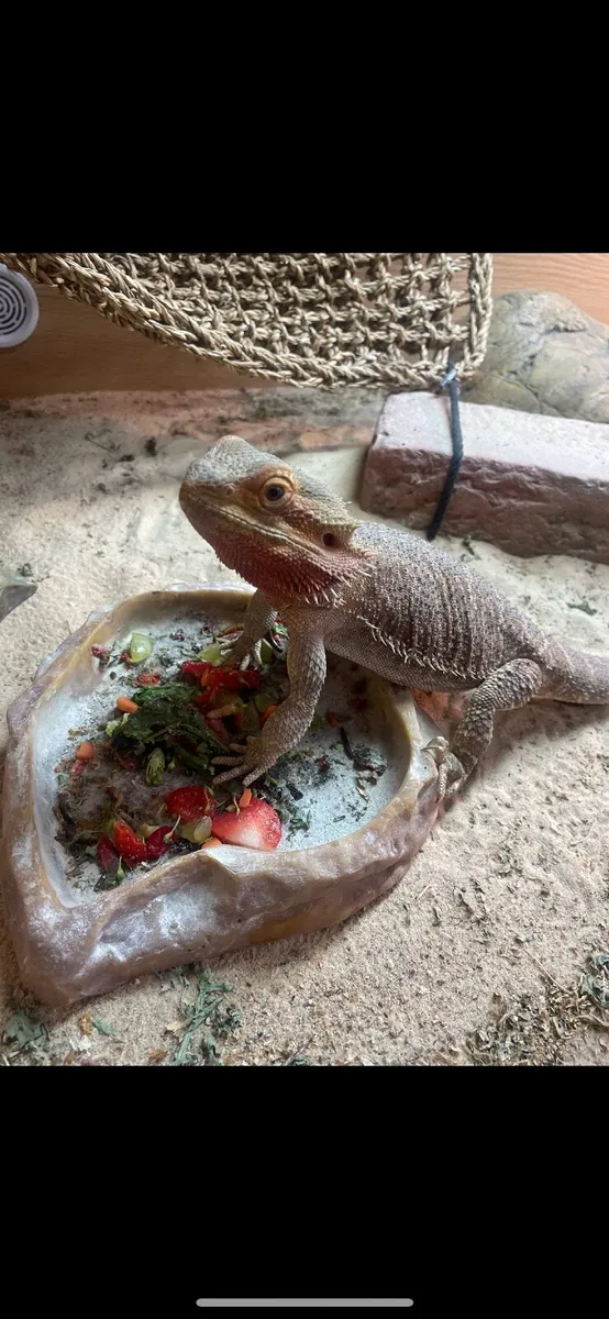 Bearded dragon - Image 1