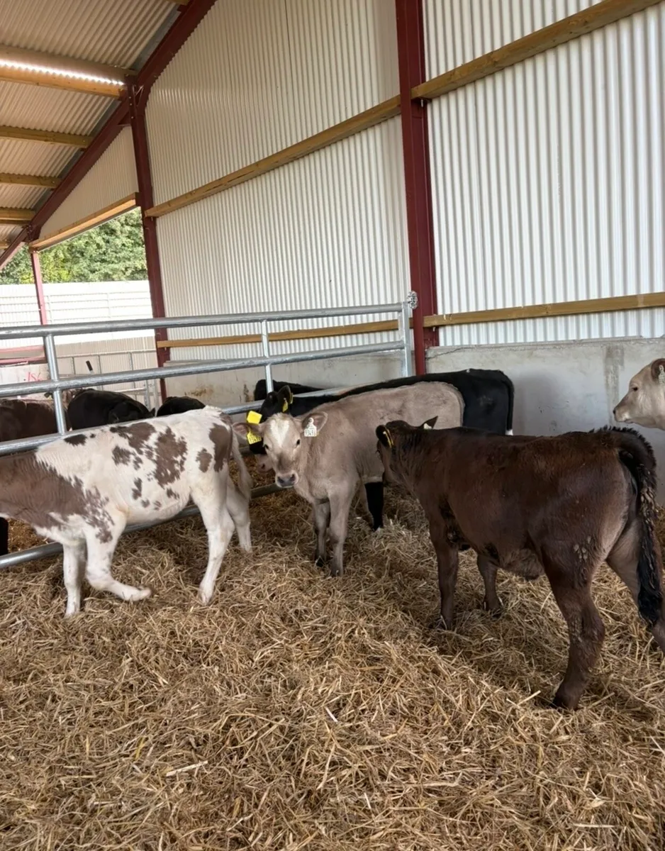 6 super 3-4 month old continental heifers - Image 1