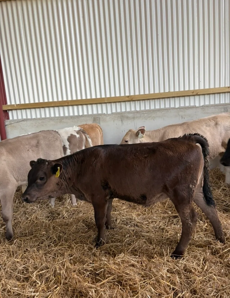 6 super 3-4 month old continental heifers - Image 2