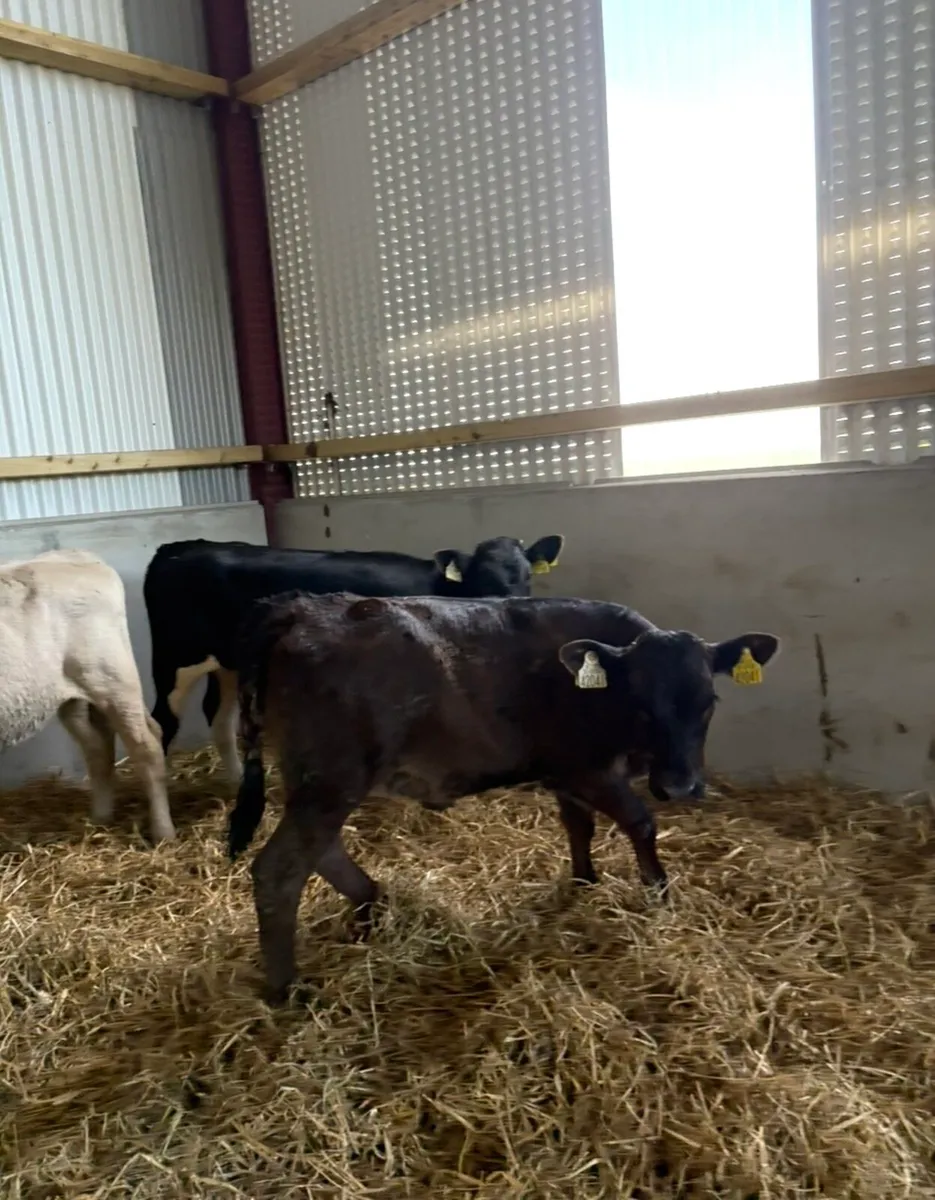 6 super 3-4 month old continental heifers - Image 3