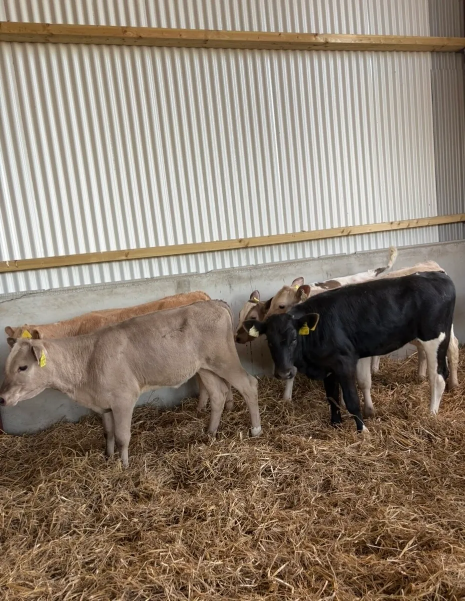 6 super 3-4 month old continental heifers - Image 4