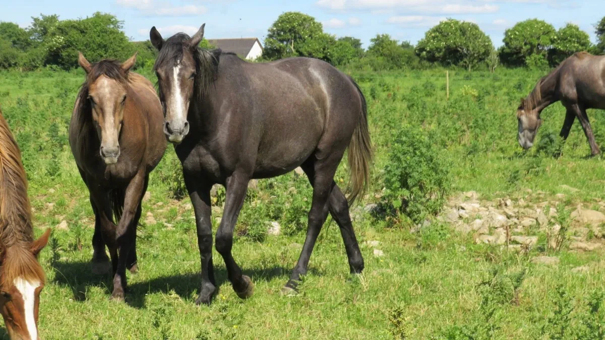 Quality 3 year old gelding - Image 1