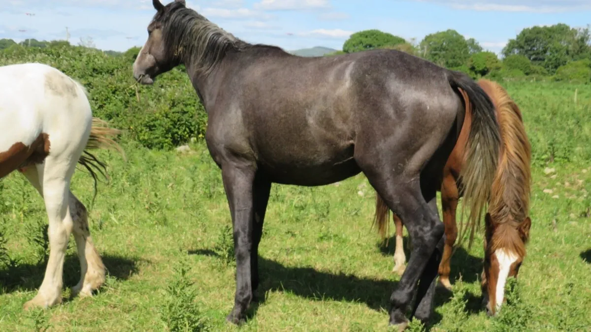 Quality 3 year old gelding - Image 2