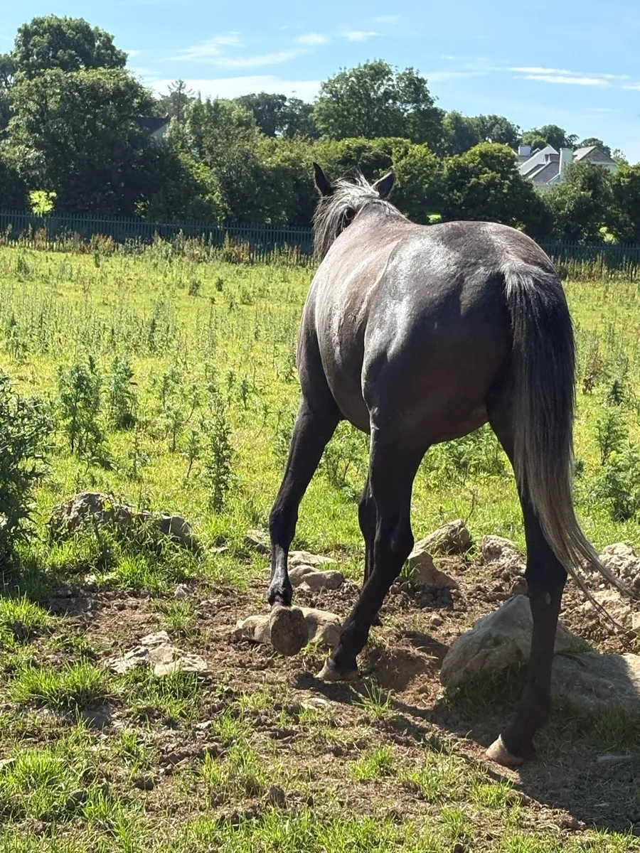 Quality 3 year old gelding - Image 3