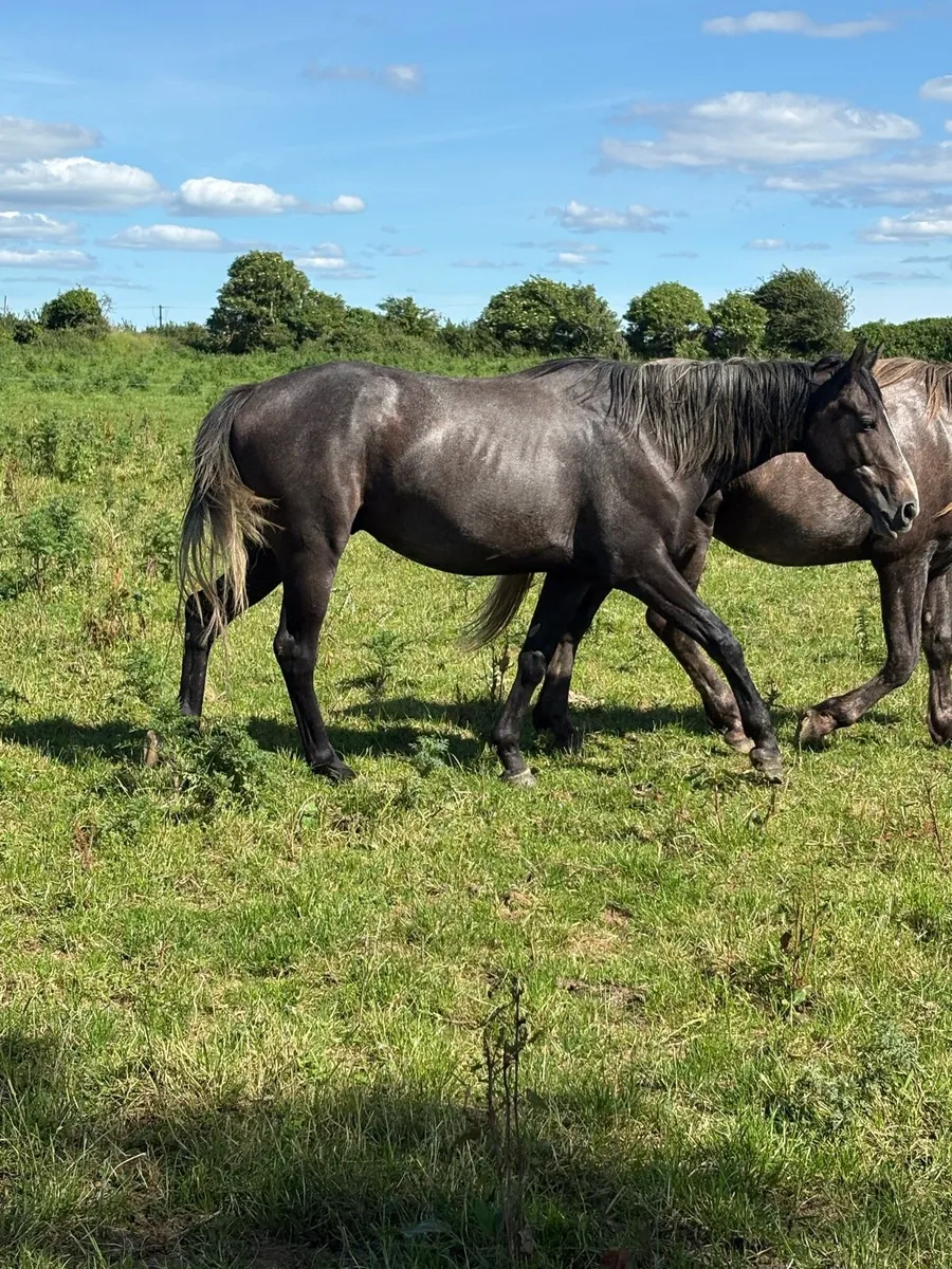 Quality 3 year old gelding - Image 4