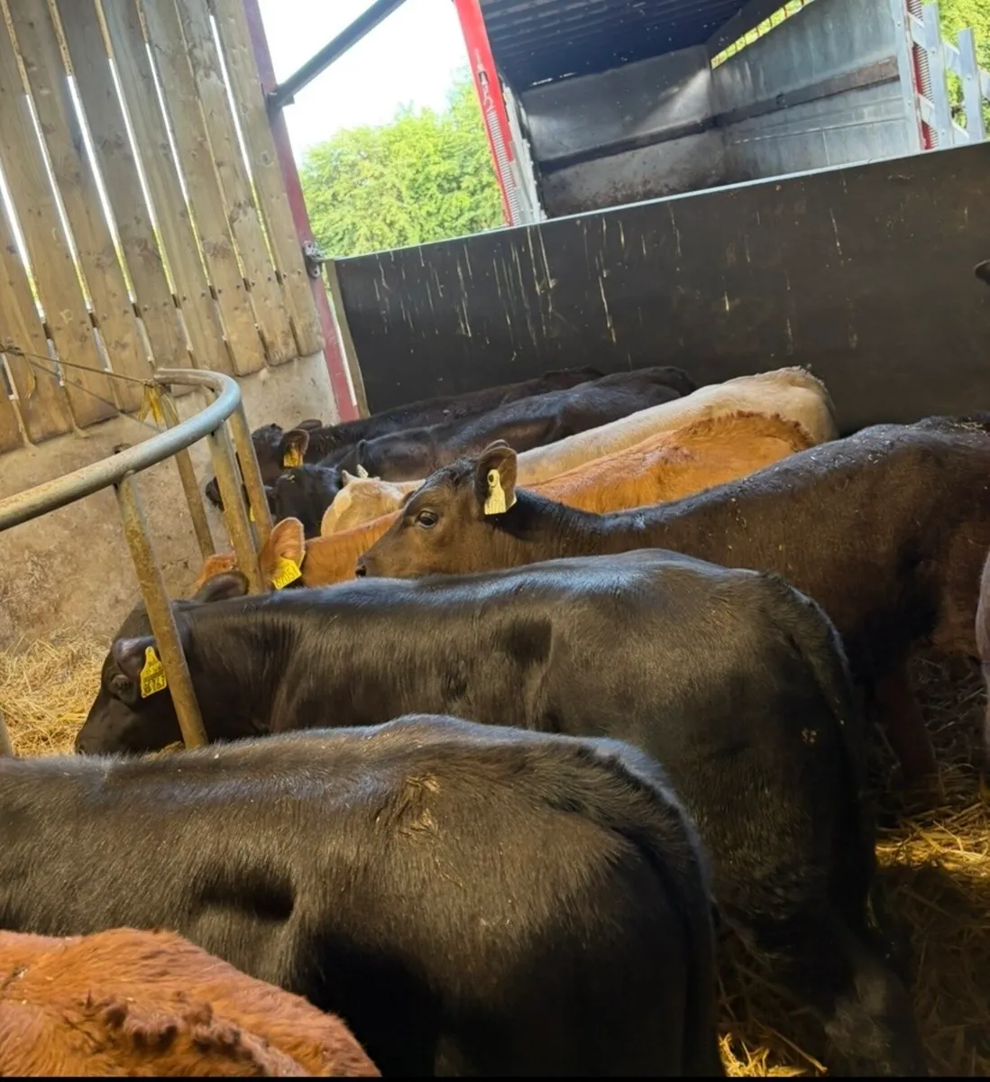18 super 3-4 month old bull runners 🔥 - Image 1