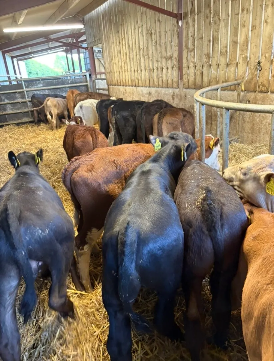 18 super 3-4 month old bull runners 🔥 - Image 2