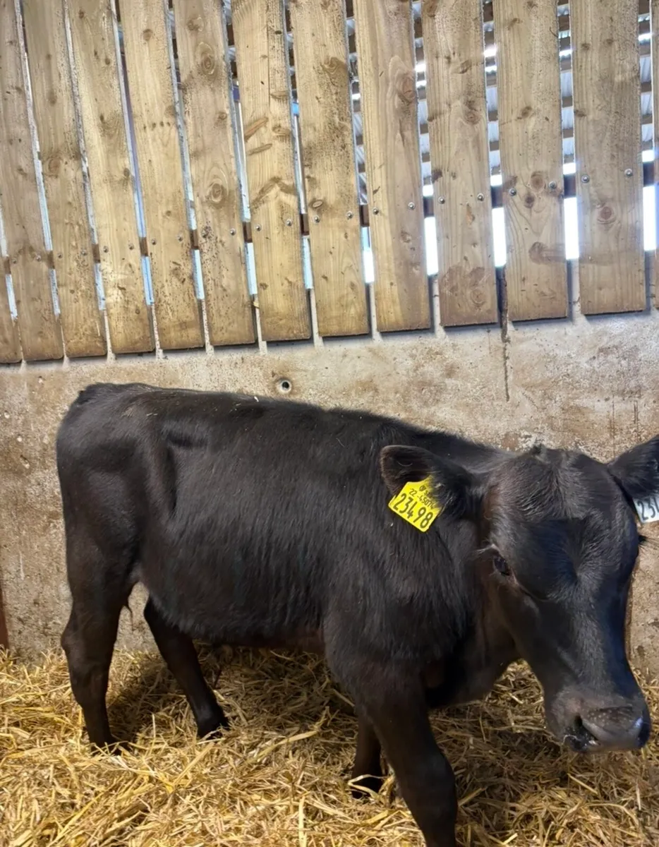 18 super 3-4 month old bull runners 🔥 - Image 3