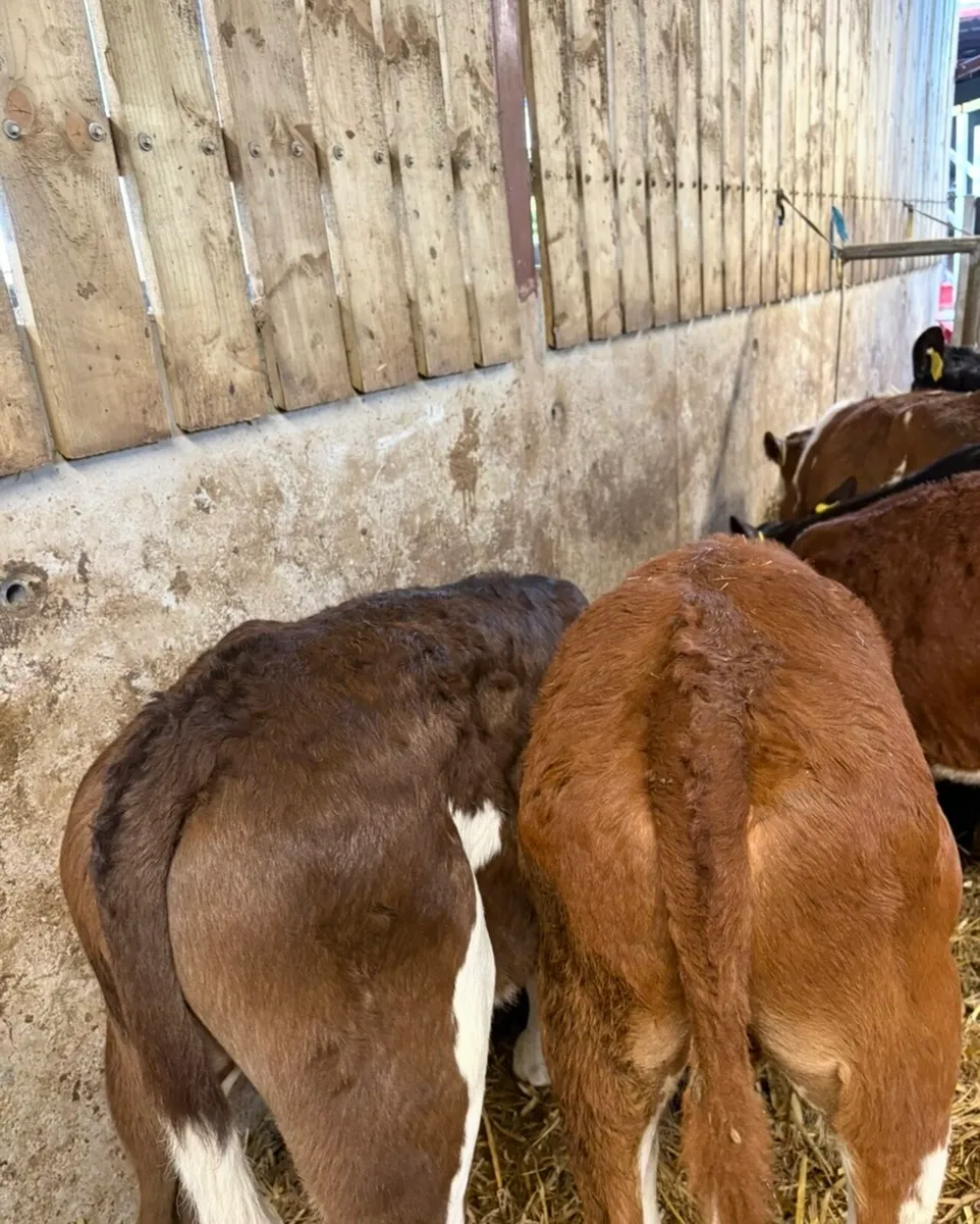 18 super 3-4 month old bull runners 🔥 - Image 4