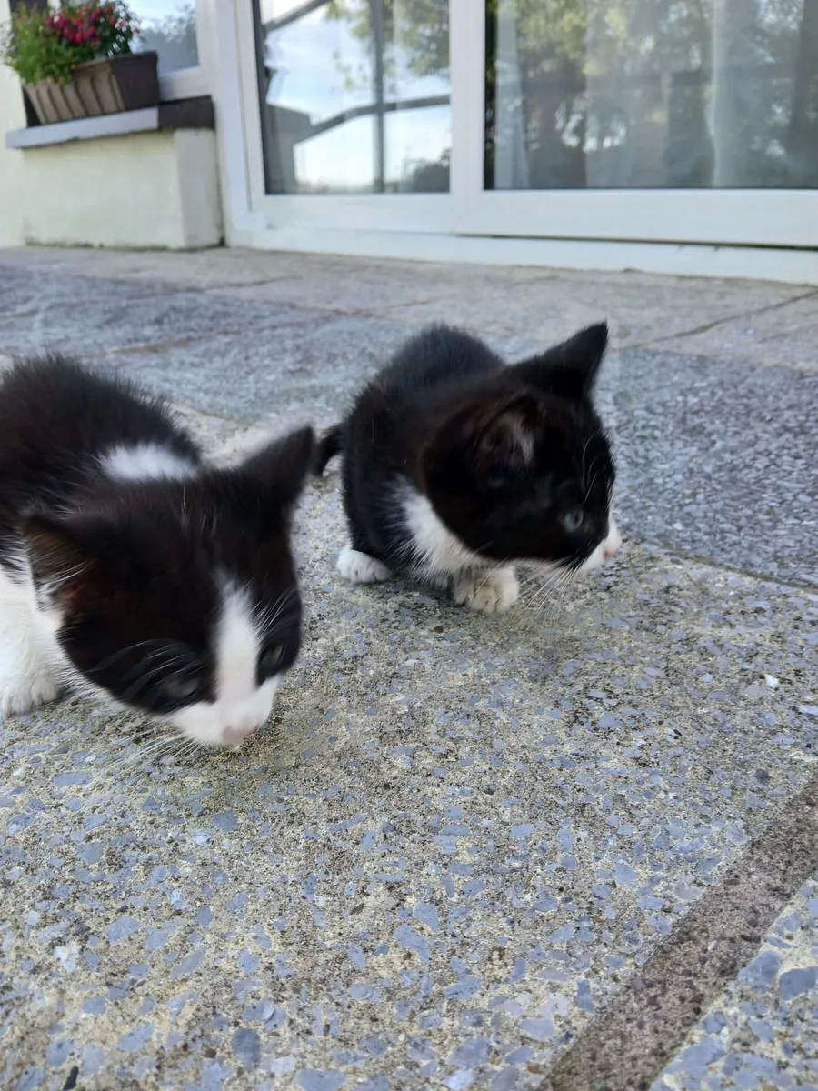 Kittens - Image 1