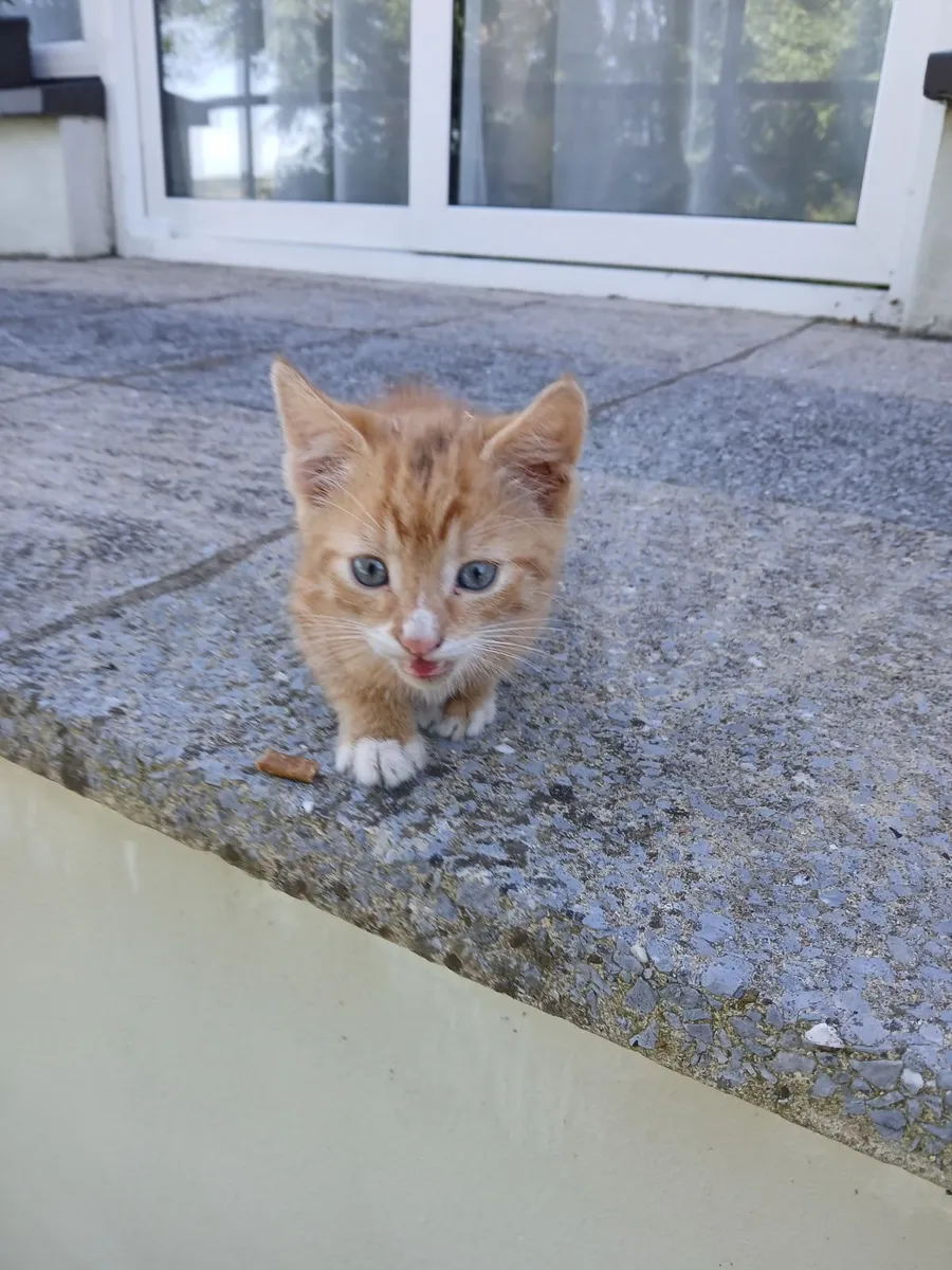 Kittens - Image 2