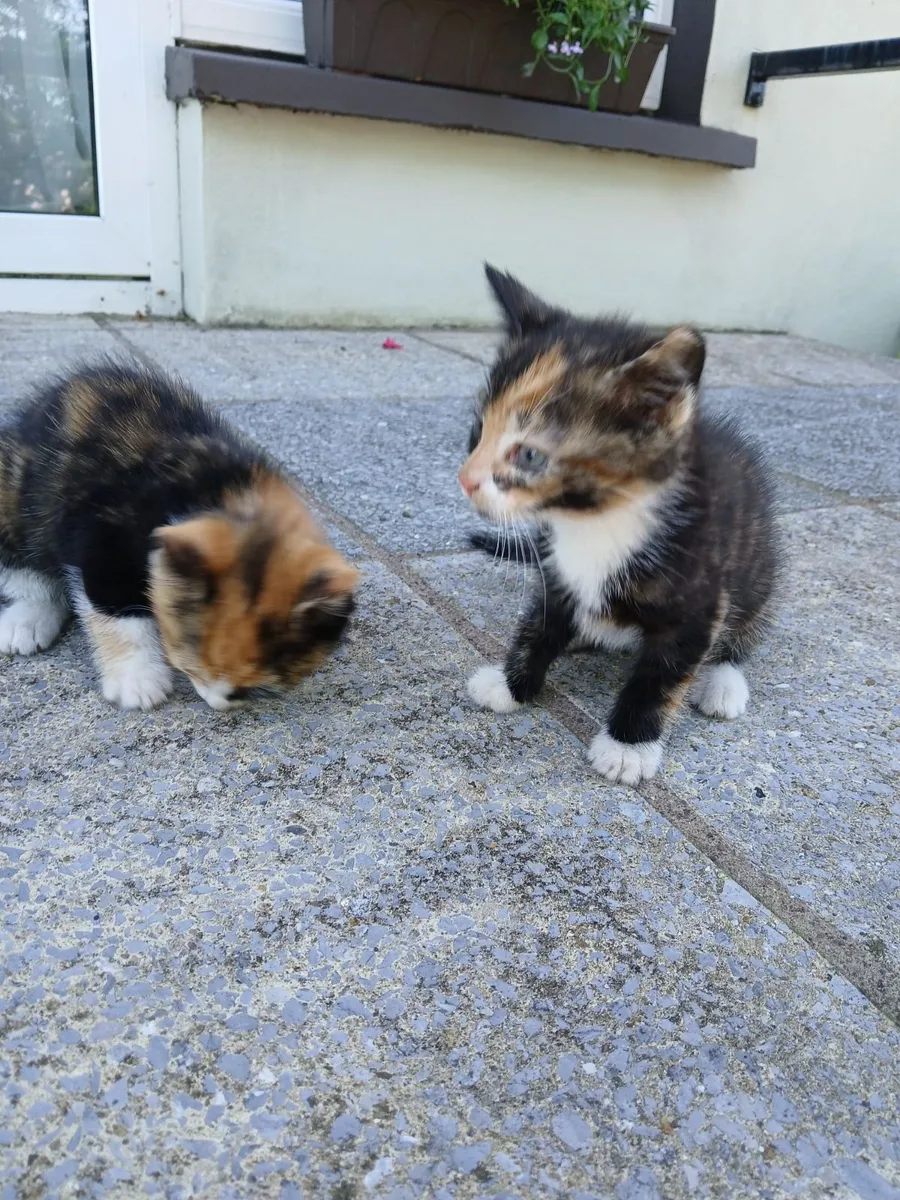 Kittens - Image 4