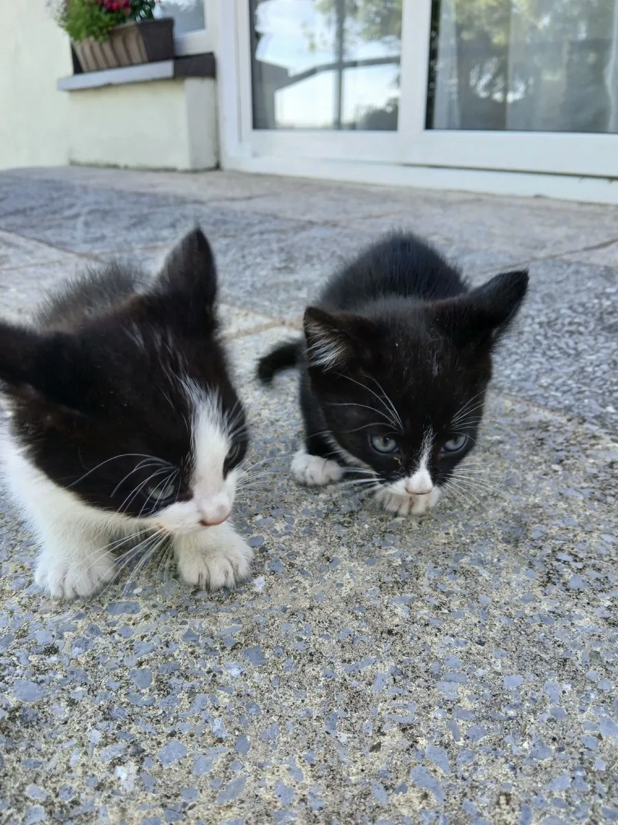 Kittens - Image 3
