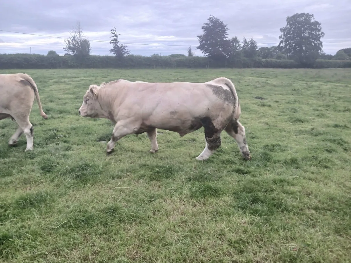 Charolais Pedigree Bull - Image 1