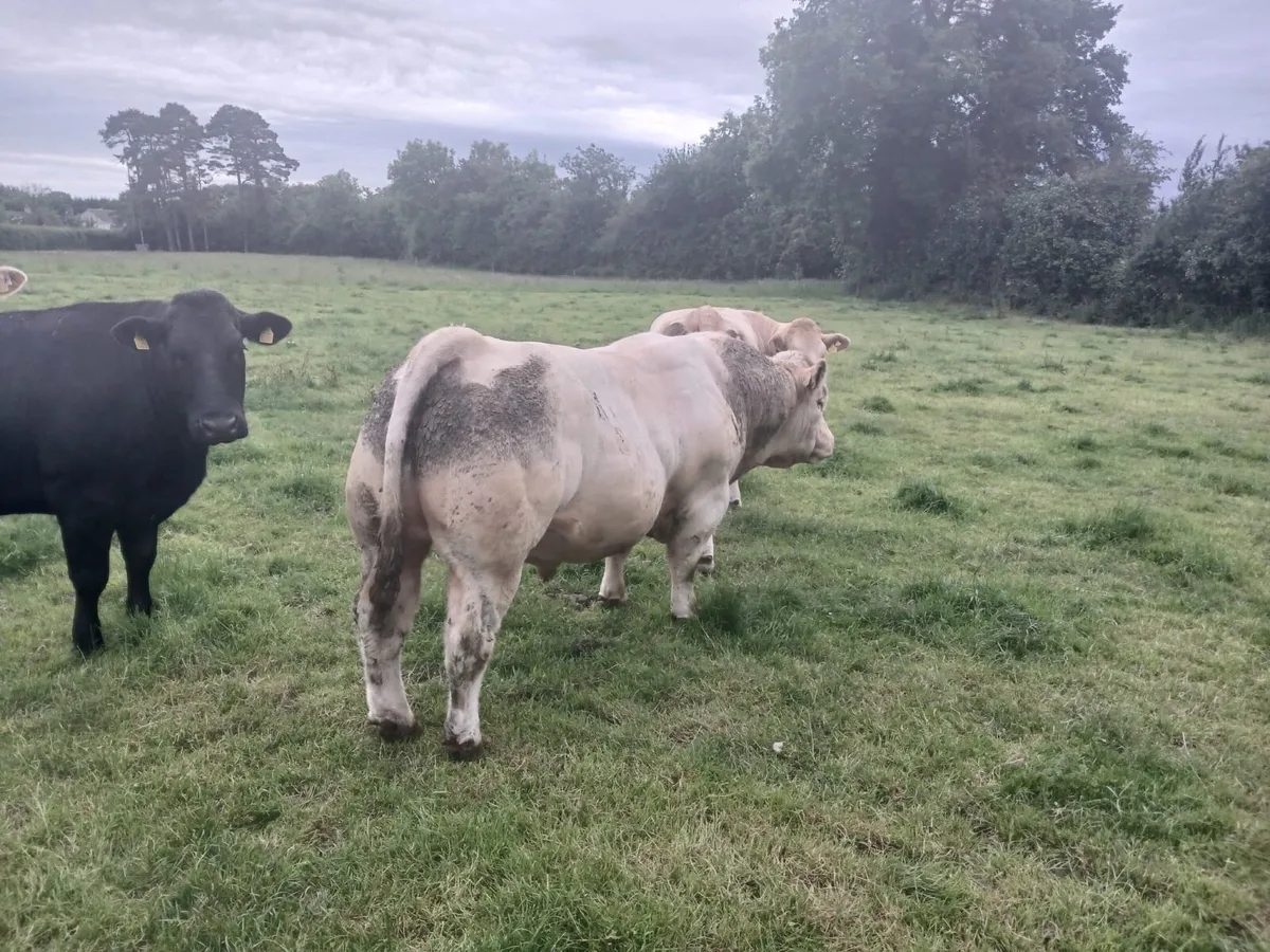 Charolais Pedigree Bull - Image 2