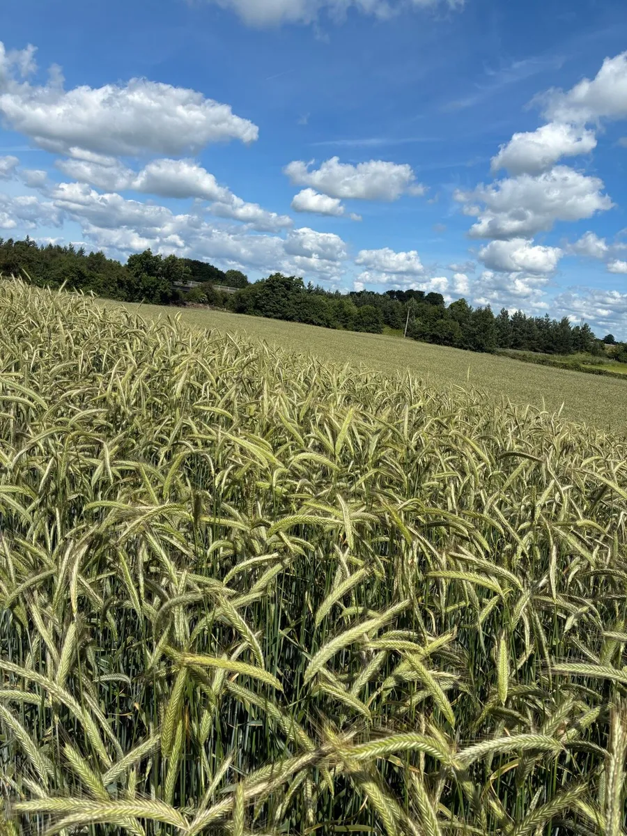 Wholecrop Rye - Image 1