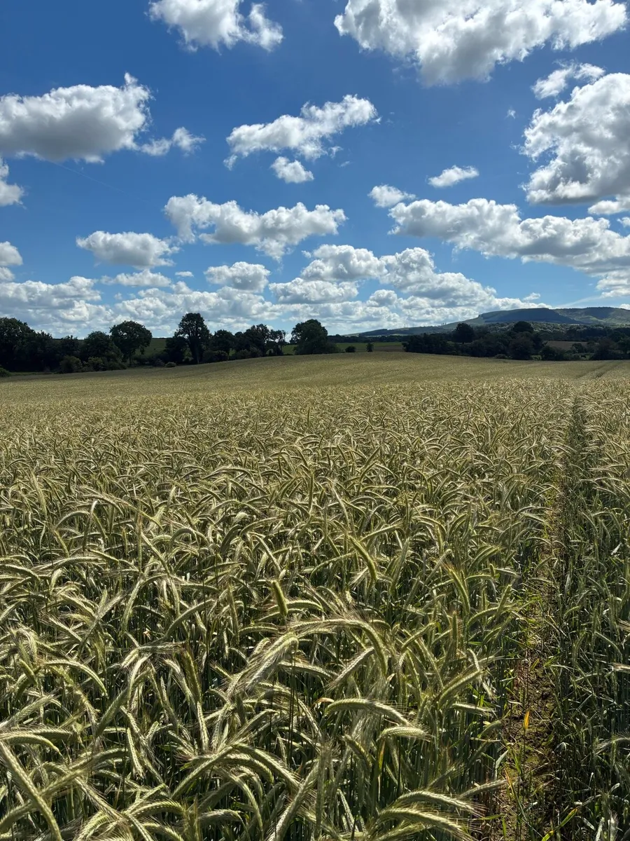 Wholecrop Rye - Image 2