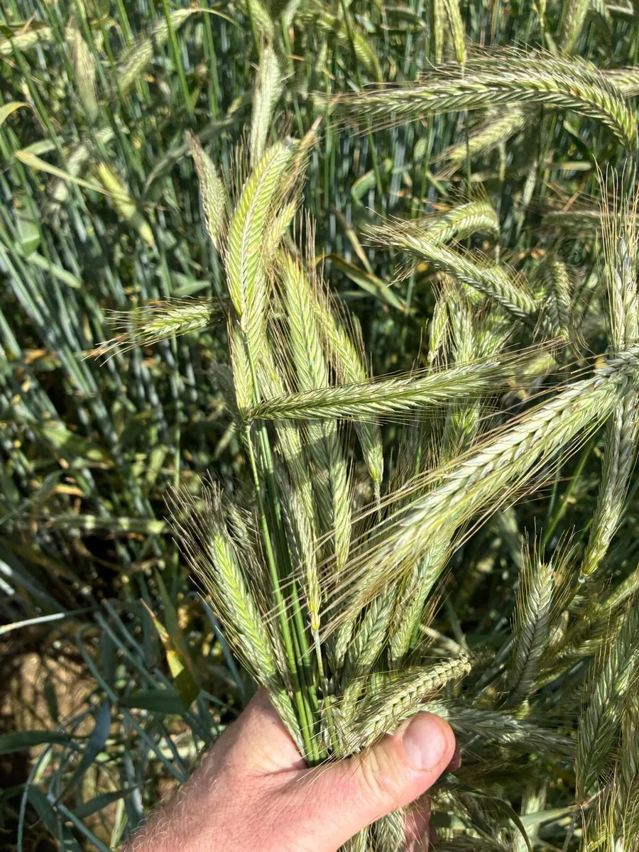 Wholecrop Rye - Image 3