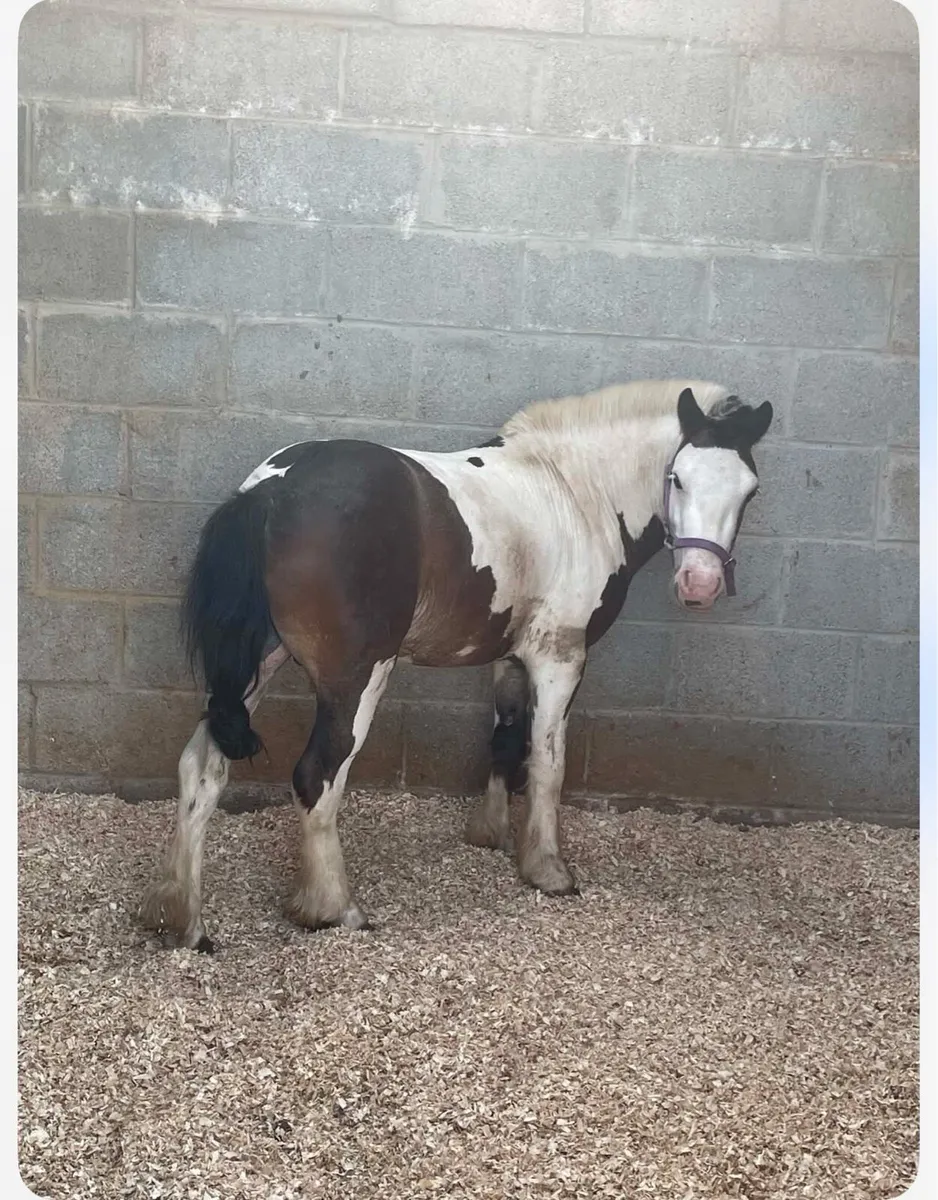 Riding pony - Image 1