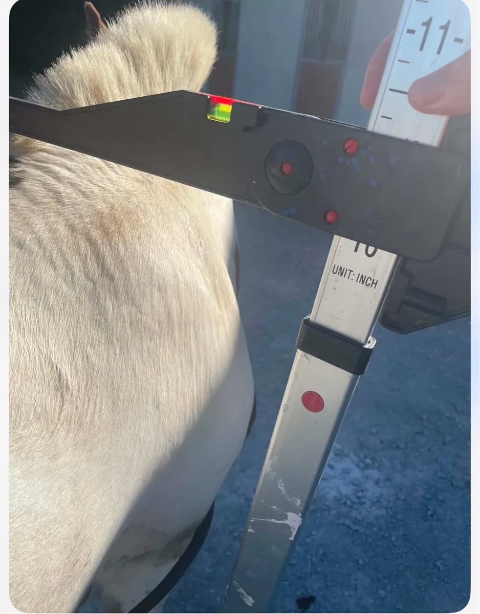 Riding pony - Image 4