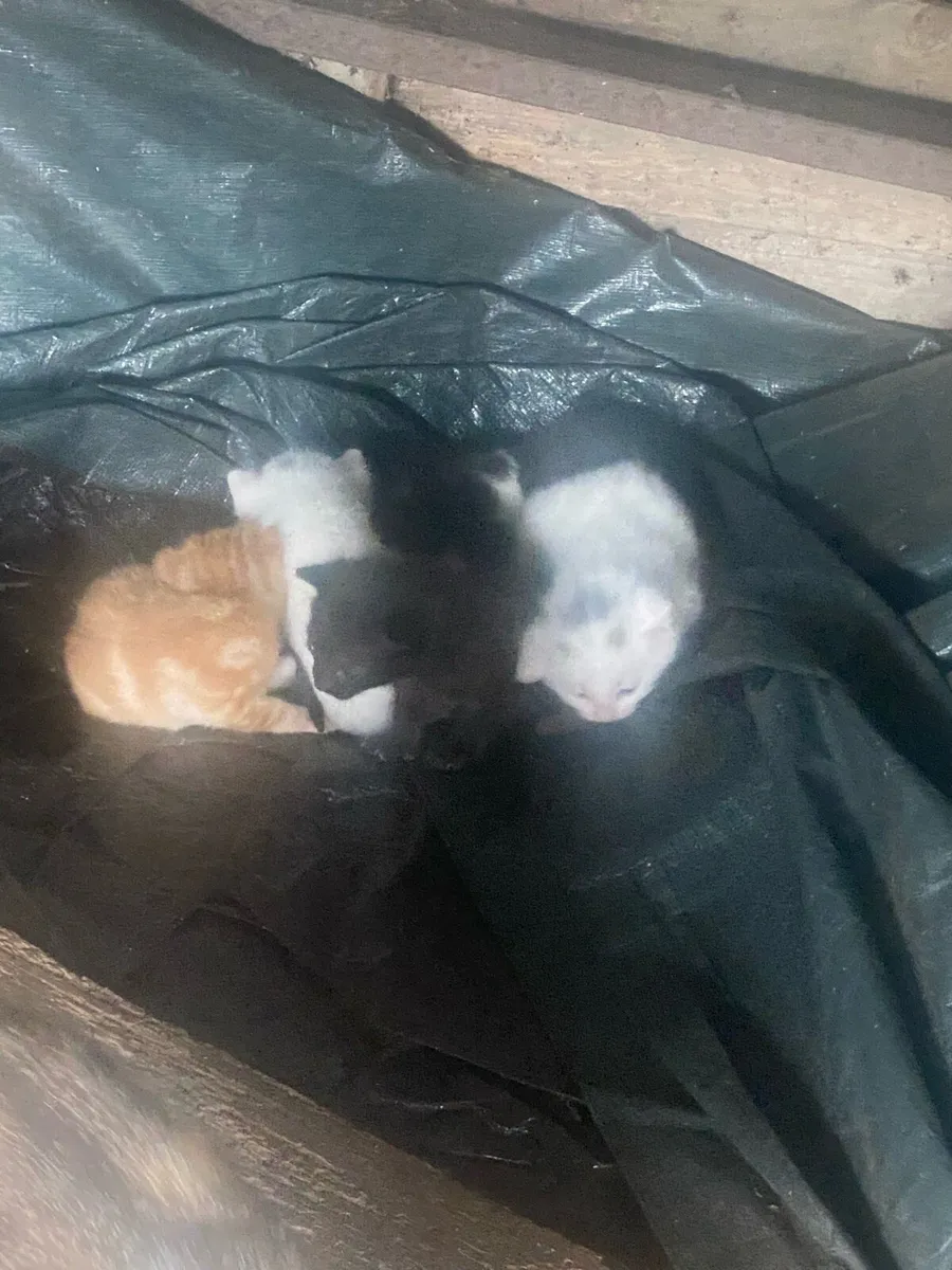 Kittens to good homes only - Image 2