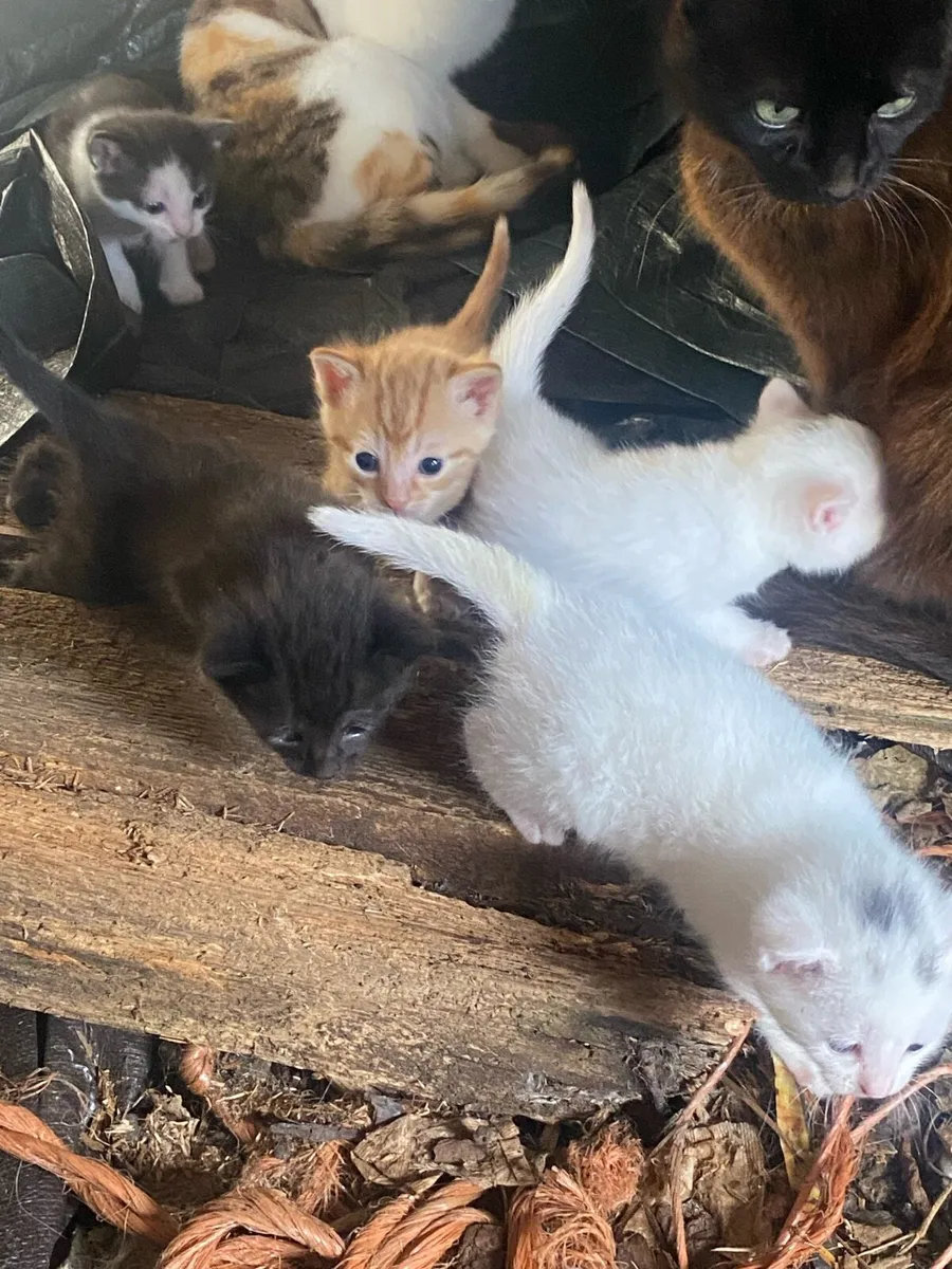 Kittens to good homes only - Image 1