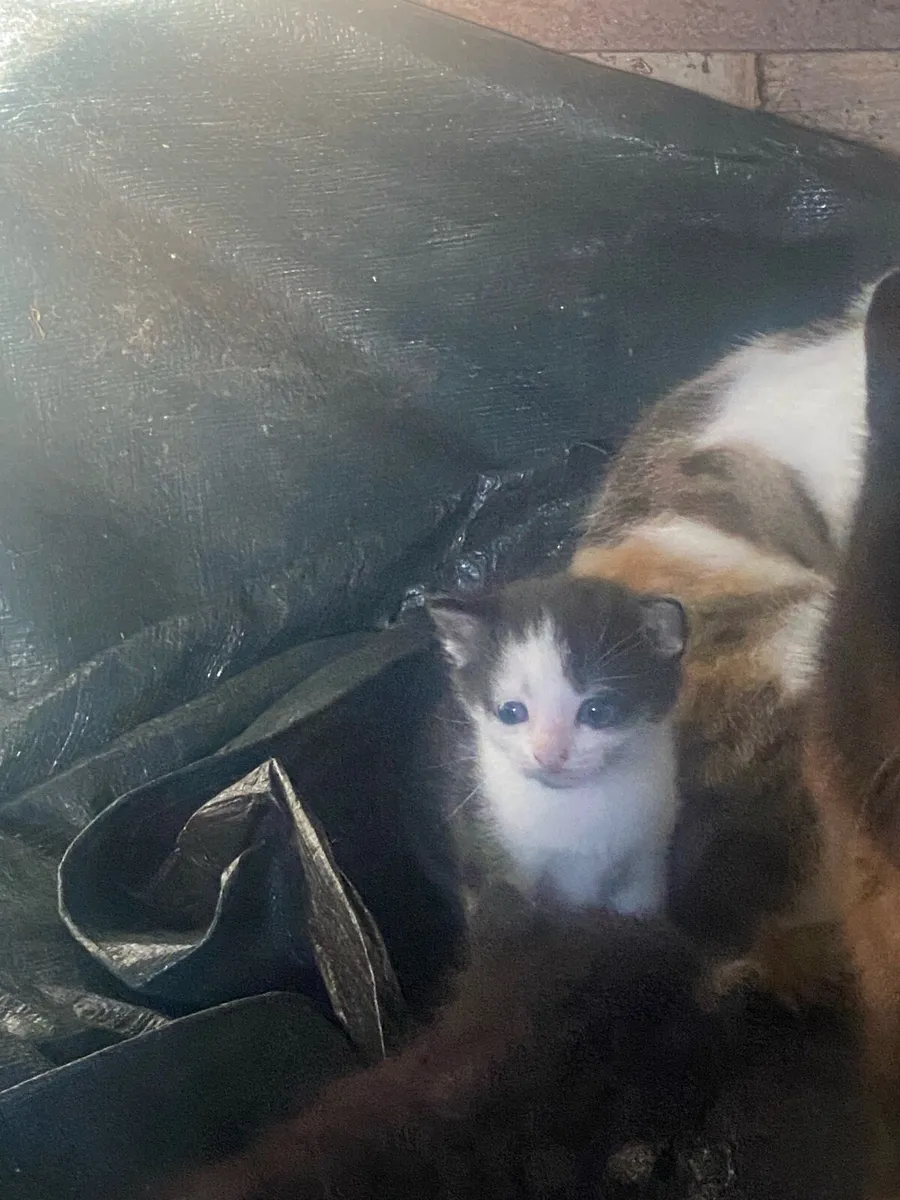 Kittens to good homes only - Image 3
