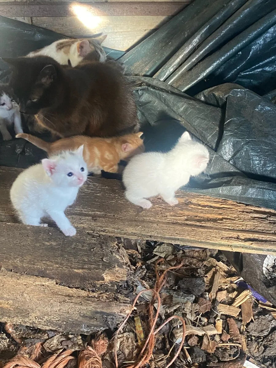 Kittens to good homes only - Image 4