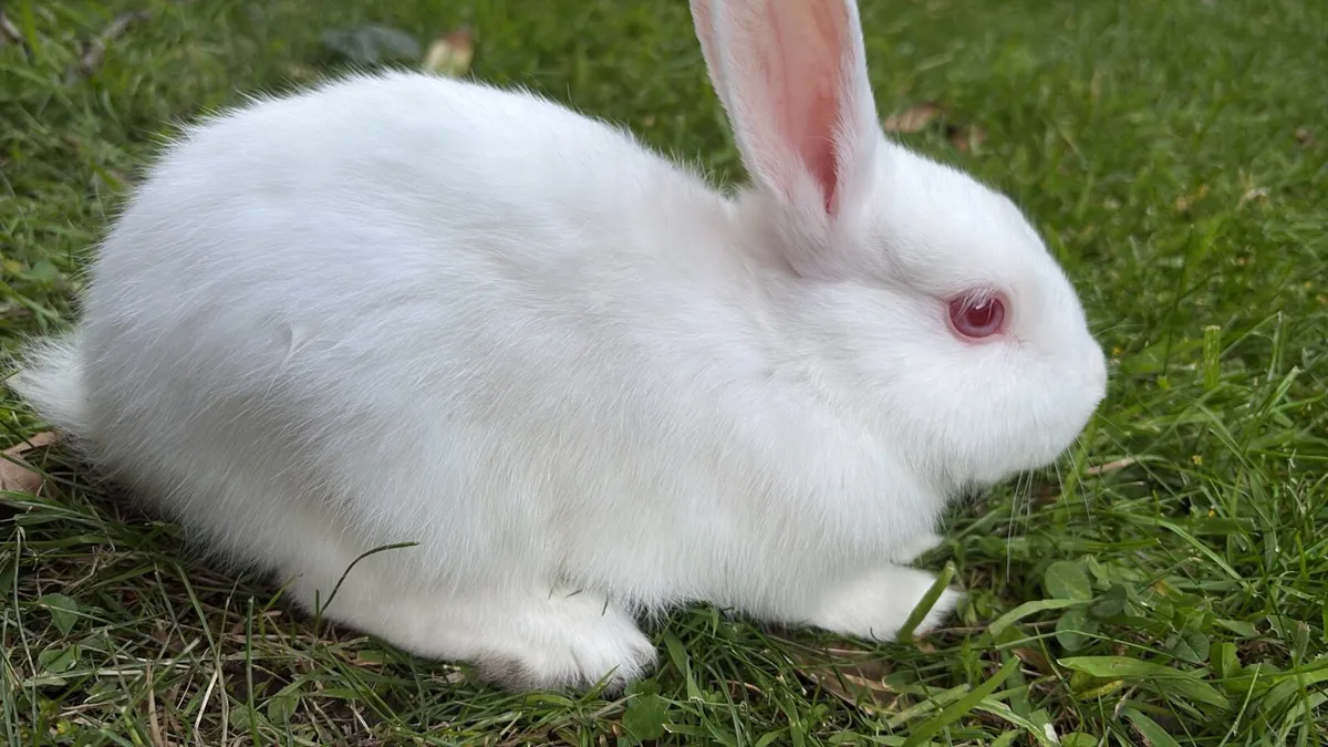 Baby Bunny - Image 1