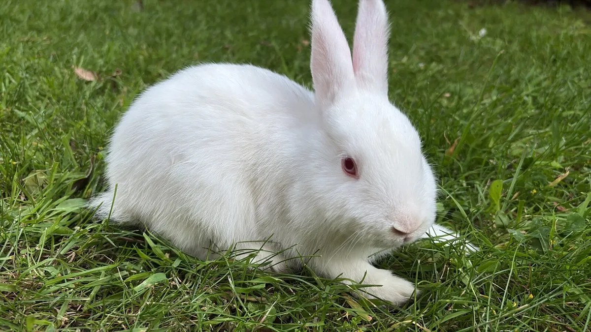 Baby Bunny - Image 2