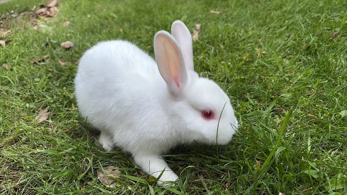Baby Bunny - Image 3