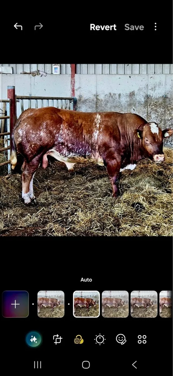 Hybrid Bull - Image 1