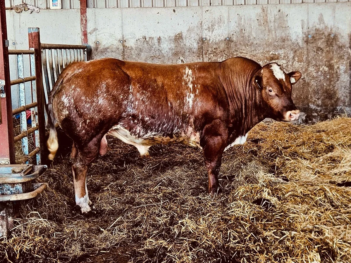Hybrid Bull - Image 2