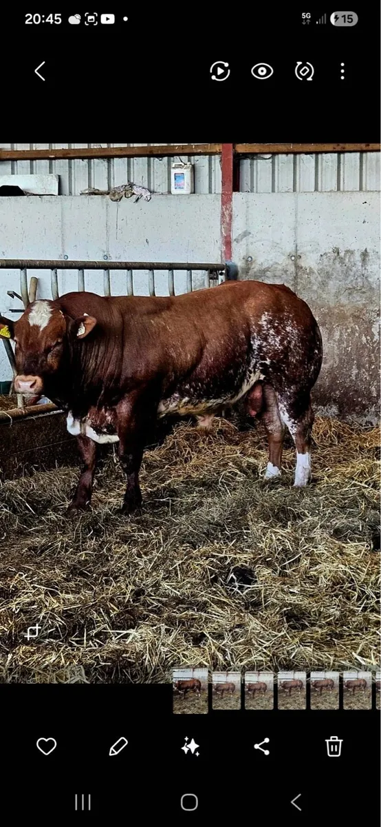 Hybrid Bull - Image 3