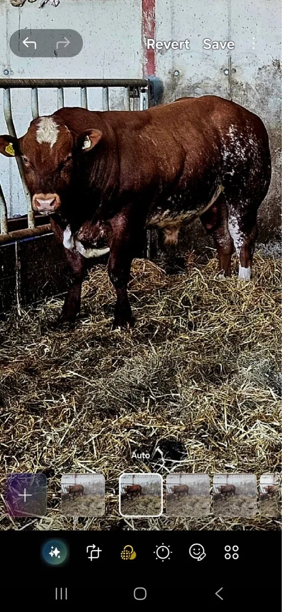 Hybrid Bull - Image 4
