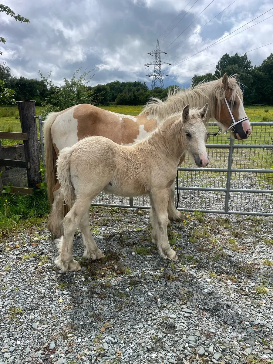 Beautiful Palomino colt - Image 1