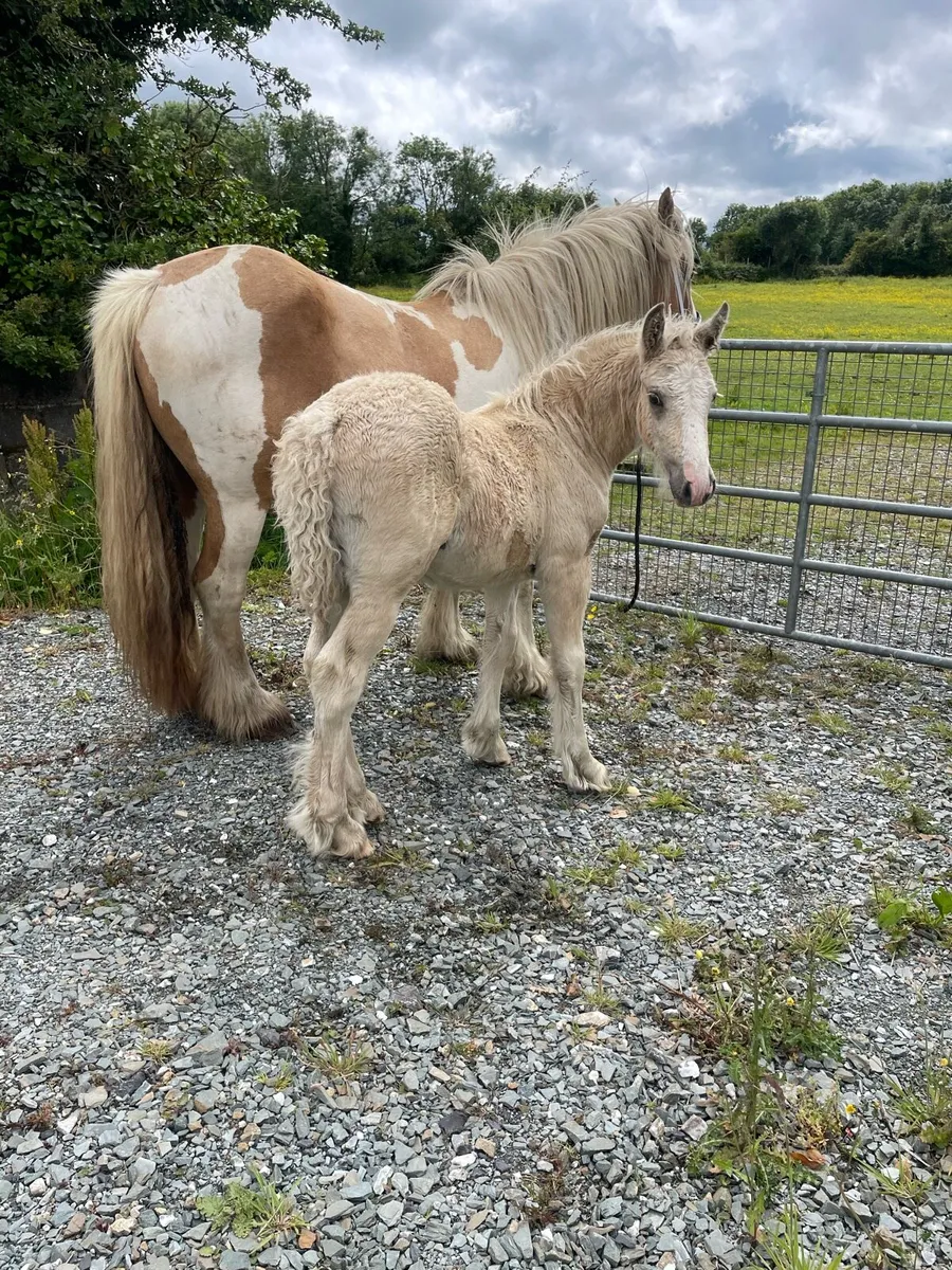 Beautiful Palomino colt - Image 2