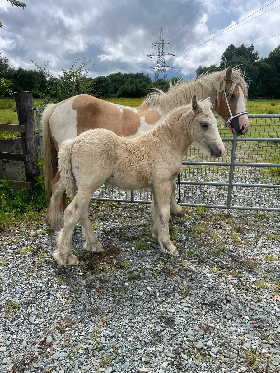 Beautiful Palomino colt - Image 3