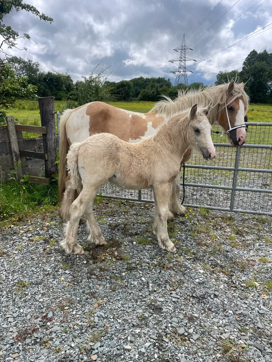Beautiful Palomino colt - Image 4