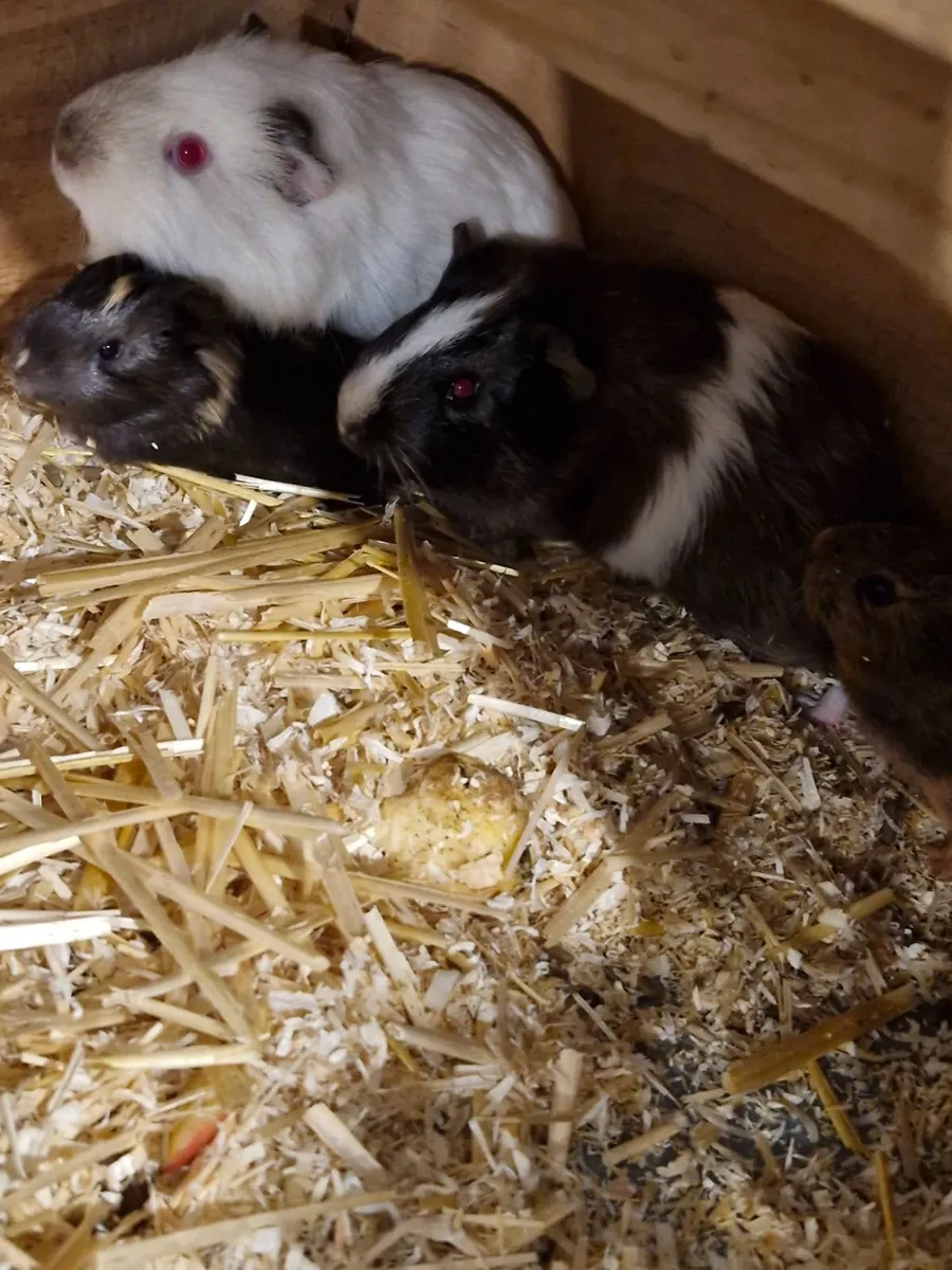 Guinea pig - Image 2