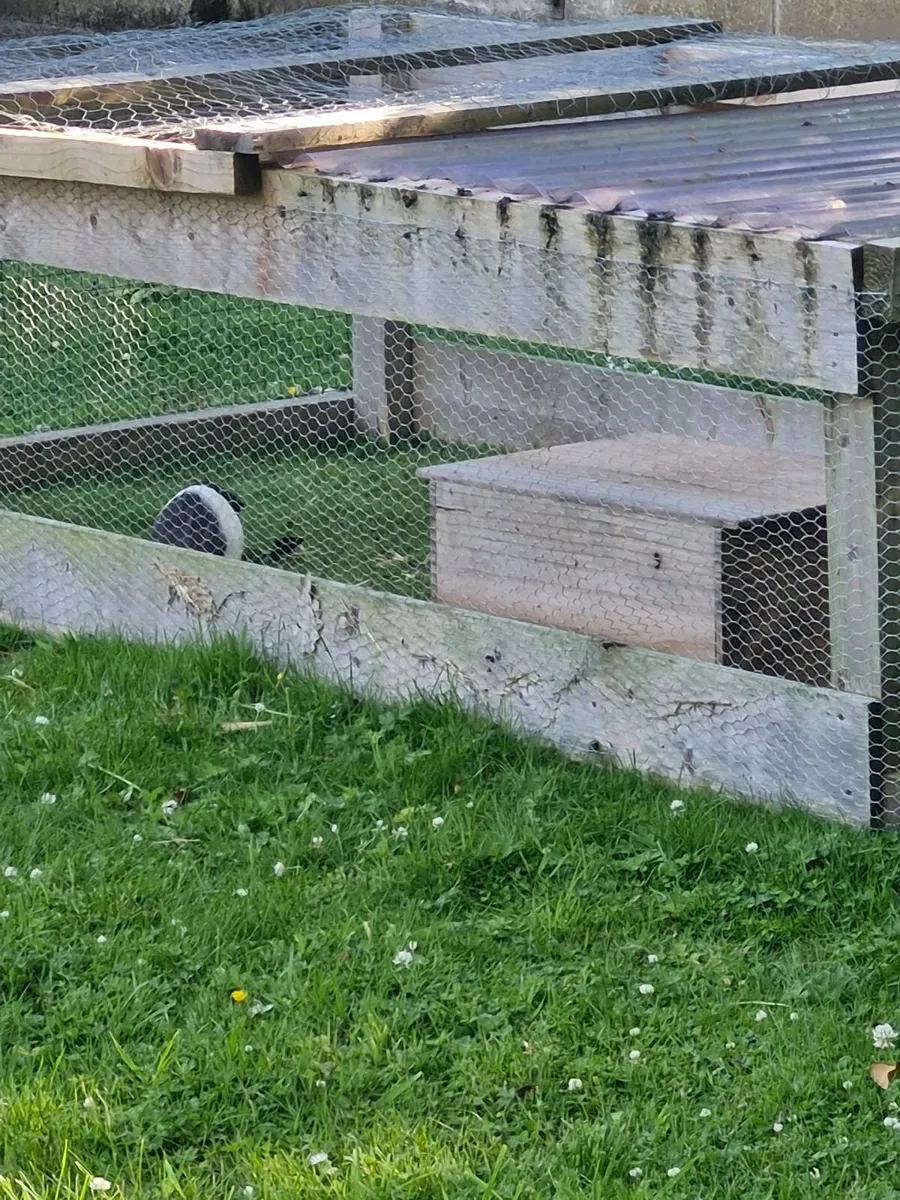 Guinea pig - Image 1