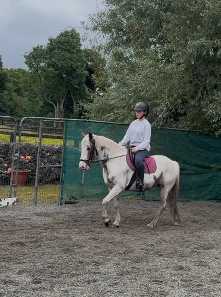 VERY SWEET 13.2  FAMILY PONY - Image 4