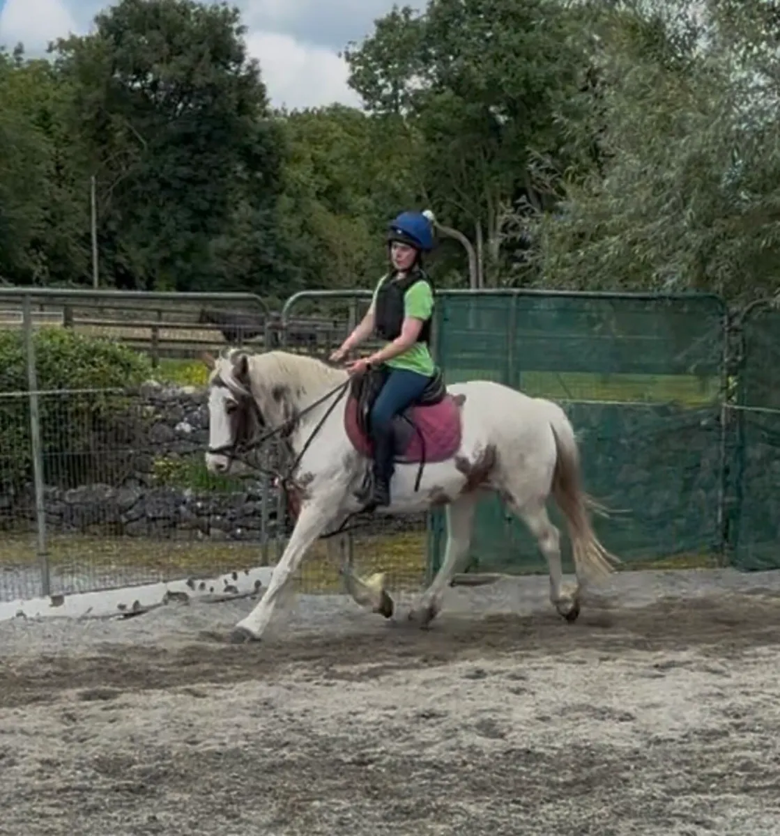 VERY SWEET 13.2  FAMILY PONY - Image 2
